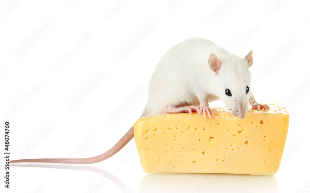 funny little rat with cheese, isolated on white