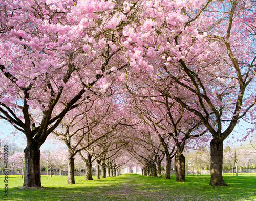 Frühling - 48083058