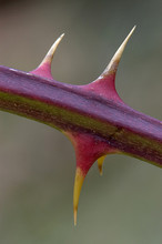 Close-up Of Thistle Thorns