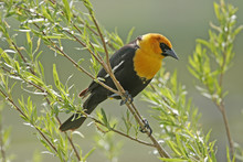 Yellow-headed Blackbird Male (Xanthocephalus Xanthocephalus)