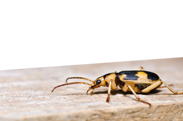brown bug on wood isolated
