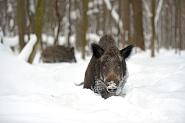 Canvas Print - Wild boar in winter