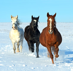 Fotoroleta koń ssak śnieg zwierzę