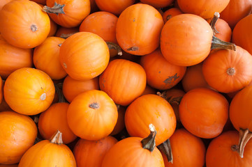 pumpkins on pumpkin patch