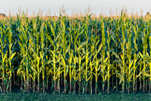 Tall Row Of Field Corn