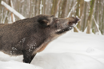 Wall Mural - wild boar