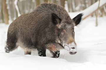 Wall Mural - wild boar
