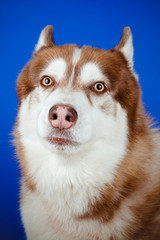 Poster - funny siberian husky dog portrait