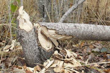 Canvas Print - Work of a beaver