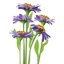 Vector Floral Design, Purple Aster