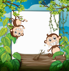 Canvas Print - Monkeys and white board