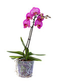 Fototapeta Storczyk - orchid branch