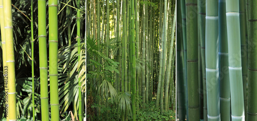 Fototapeta na wymiar triptyque sur le thème des bambous