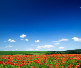 poppy flowers