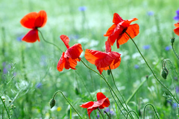 Wall Mural - red poppy