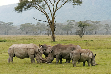 Nakuru lake rhinos