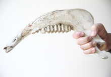 Man Holding Jawbone Of Large Animal
