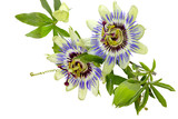 Fototapeta Lawenda - Kwiat męczennicy (passiflory) błękitnej