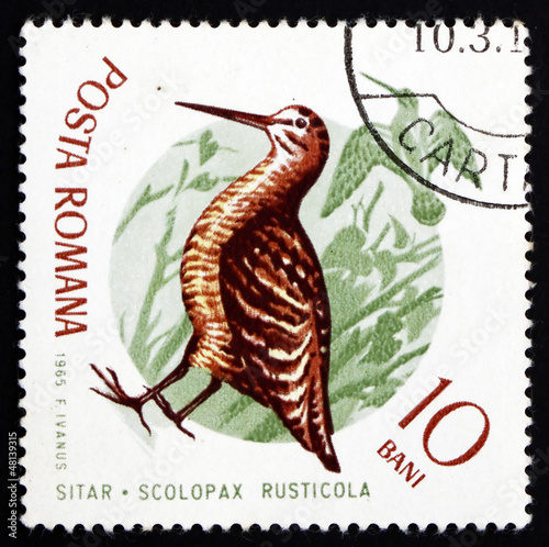 Fotografia, Obraz Postage stamp Romania 1965 Eurasian Woodcock, Bird