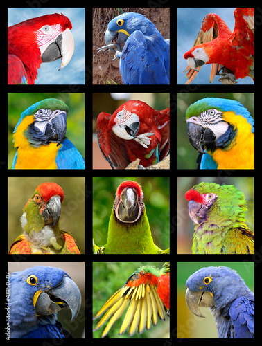 Plakat na zamówienie Twelve mosaic photos of portrait of parots