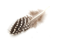 Feather On A White Background