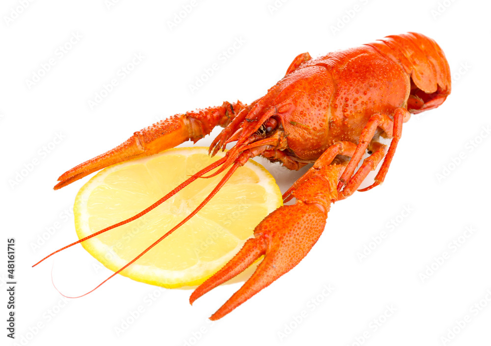 Tasty boiled crayfish with lemon isolated on white