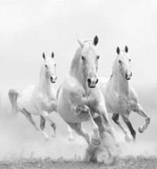 Wall Mural - white horses in dust