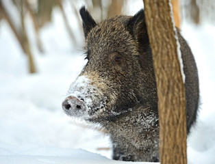 Canvas Print - Wild boar in winter