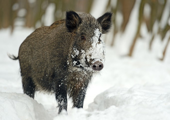 Canvas Print - Wild boar in winter