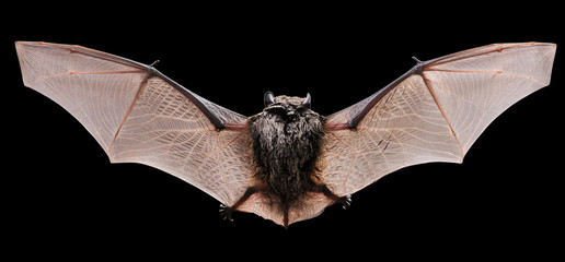 Animal little brown bat flying. Isolated on black.	