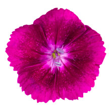 Cute Purple Dianthus Carnation Flower Isolated