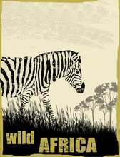 Wild Africa Image With Zebra
