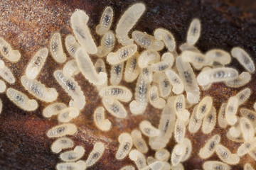 Wall Mural - Ant larva, extreme close up with high magnification