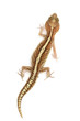 Panther Gecko, Paroedura pictus, isolated on white