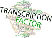 Word Cloud For Transcription Factor