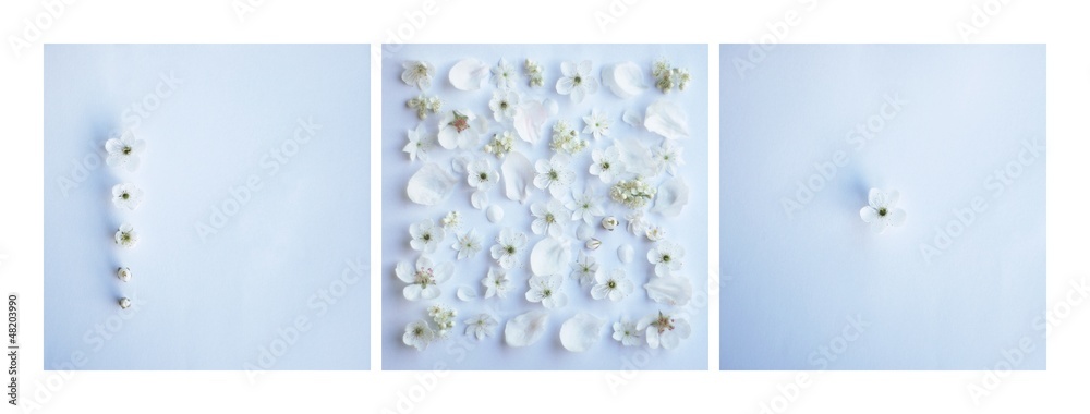 kwiat tło ślub kwiaty świeże zaproszenie biały niebieski wiosna - obrazy, fototapety, plakaty 