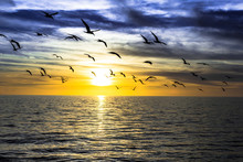 Dramatic Dark Cloudy Sunset Over The Ocean With Flying Seagulls