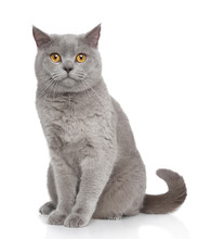 British Shorthair Cat Portrait