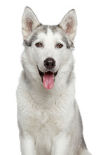 Happy Husky Dog Portrait
