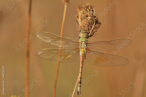 500_F_48210384_f0KNuGXK6tMOdc2O61Xsp0krwtM2oUcK.jpg