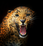 Fototapeta Tęcza - Leopard