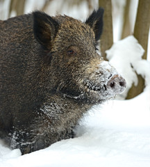 Canvas Print - Wild boar in winter