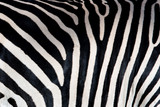 Fototapeta Konie - Zebra patterns