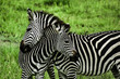 Zebras over green background in Zambia