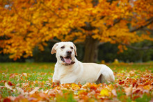 Yellow Labrador Retriever In Autumn Park