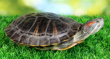 Red Ear Turtle On Grass On Bright Background