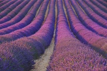 Canvas Print - Lavendelfeld - lavender field 31