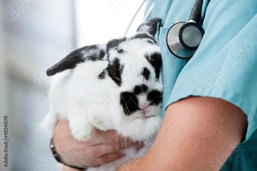Fotografie, Obraz Mid Section Of Male Veterinarian Doctor Carrying A Rabbit