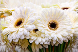 Bouquet of white gerberas.