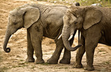 elephants (Loxodonta africana)